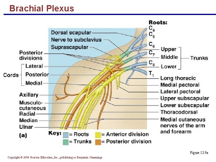 Brachial Plexus Figure 13. 9 a Copyright © 2004 Pearson Education, Inc. , publishing