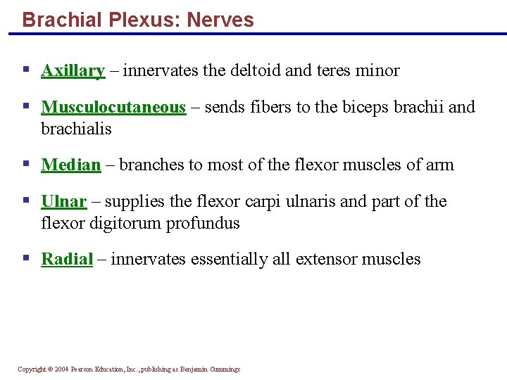 Brachial Plexus: Nerves § Axillary – innervates the deltoid and teres minor § Musculocutaneous