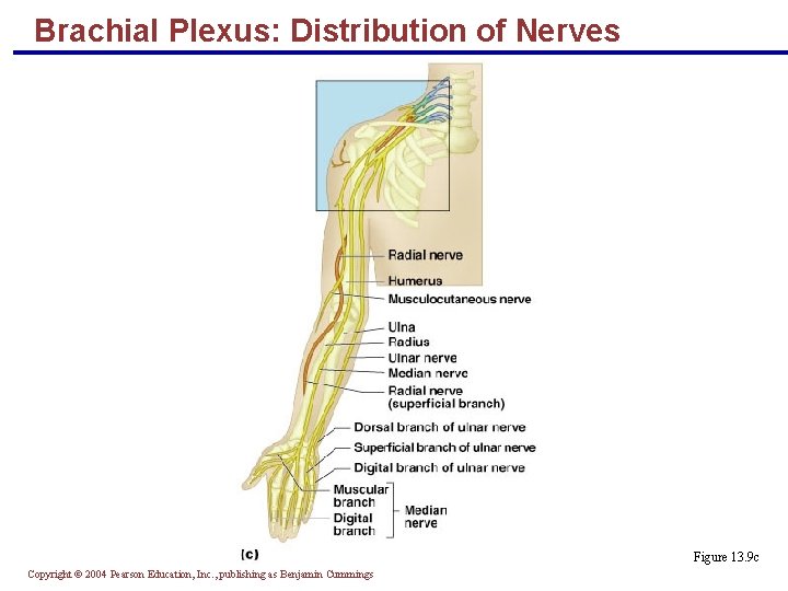 Brachial Plexus: Distribution of Nerves Figure 13. 9 c Copyright © 2004 Pearson Education,