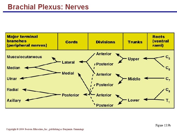 Brachial Plexus: Nerves Figure 13. 9 b Copyright © 2004 Pearson Education, Inc. ,