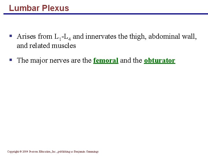 Lumbar Plexus § Arises from L 1 -L 4 and innervates the thigh, abdominal