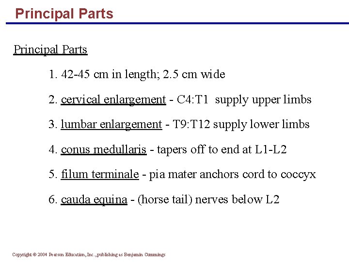 Principal Parts 1. 42 -45 cm in length; 2. 5 cm wide 2. cervical