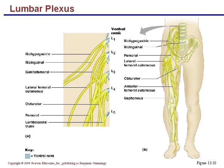 Lumbar Plexus Copyright © 2004 Pearson Education, Inc. , publishing as Benjamin Cummings Figure