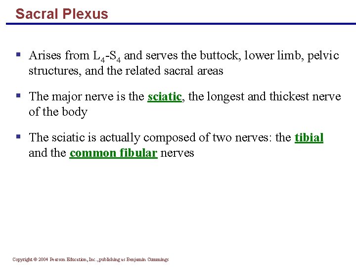 Sacral Plexus § Arises from L 4 -S 4 and serves the buttock, lower