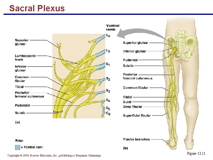 Sacral Plexus Copyright © 2004 Pearson Education, Inc. , publishing as Benjamin Cummings Figure