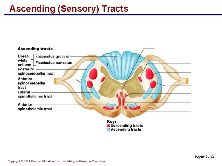 Ascending (Sensory) Tracts Figure 12. 32 Copyright © 2004 Pearson Education, Inc. , publishing