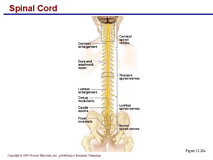 Spinal Cord Figure 12. 28 a Copyright © 2004 Pearson Education, Inc. , publishing