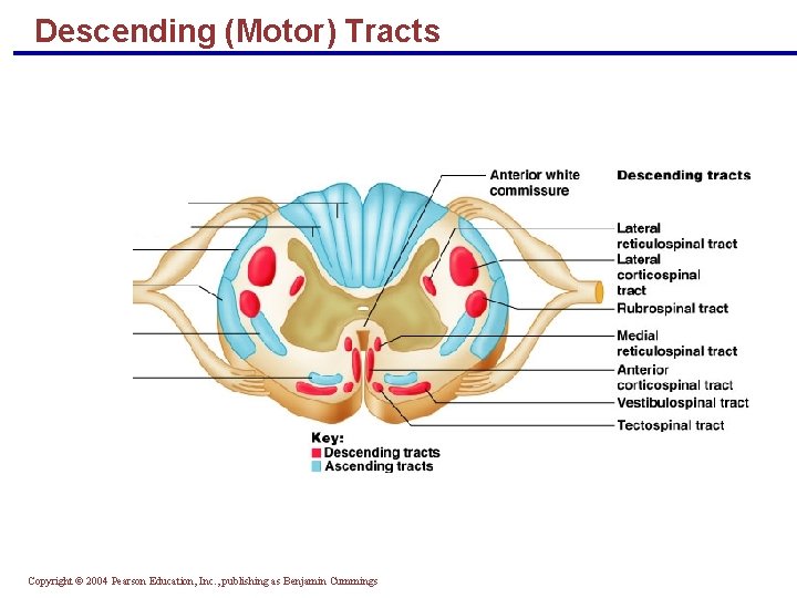 Descending (Motor) Tracts Copyright © 2004 Pearson Education, Inc. , publishing as Benjamin Cummings