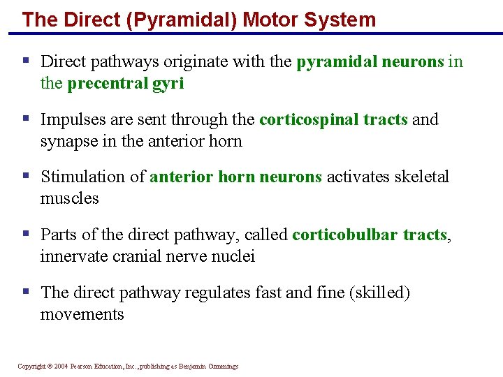 The Direct (Pyramidal) Motor System § Direct pathways originate with the pyramidal neurons in