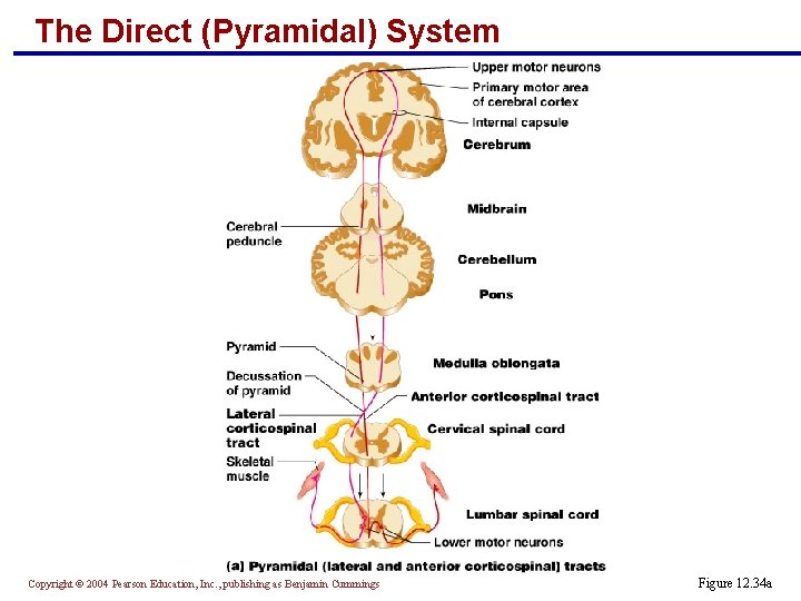 The Direct (Pyramidal) System Copyright © 2004 Pearson Education, Inc. , publishing as Benjamin