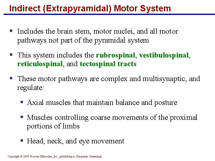 Indirect (Extrapyramidal) Motor System § Includes the brain stem, motor nuclei, and all motor