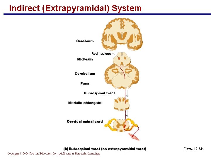 Indirect (Extrapyramidal) System Figure 12. 34 b Copyright © 2004 Pearson Education, Inc. ,