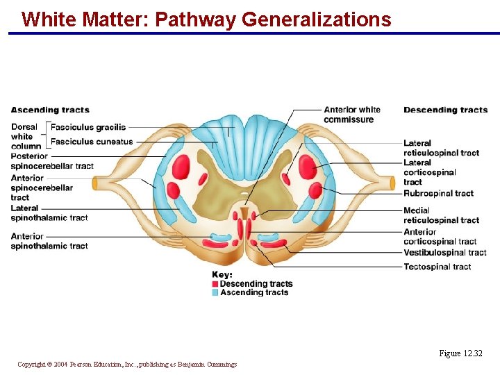 White Matter: Pathway Generalizations Figure 12. 32 Copyright © 2004 Pearson Education, Inc. ,