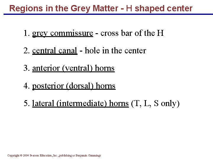 Regions in the Grey Matter - H shaped center 1. grey commissure - cross