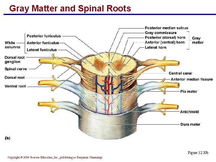 Gray Matter and Spinal Roots Figure 12. 30 b Copyright © 2004 Pearson Education,