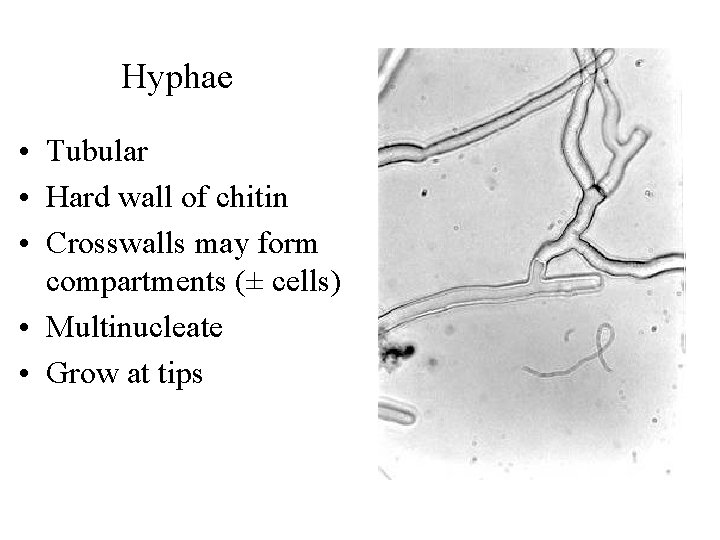 Hyphae • Tubular • Hard wall of chitin • Crosswalls may form compartments (±