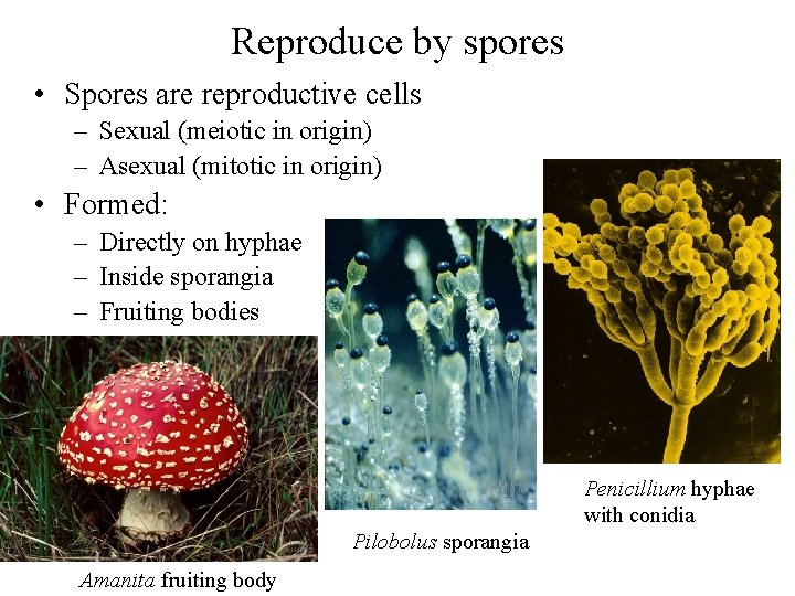 Reproduce by spores • Spores are reproductive cells – Sexual (meiotic in origin) –