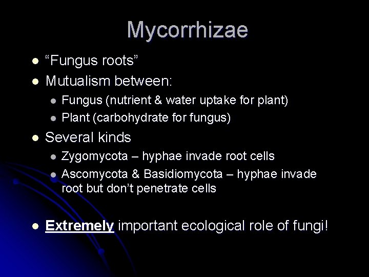 Mycorrhizae l l “Fungus roots” Mutualism between: l l l Several kinds l l