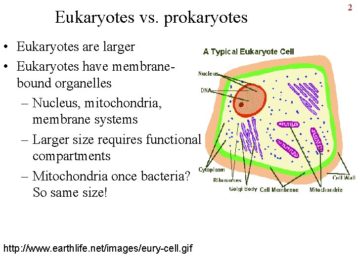 Eukaryotes vs. prokaryotes • Eukaryotes are larger • Eukaryotes have membranebound organelles – Nucleus,
