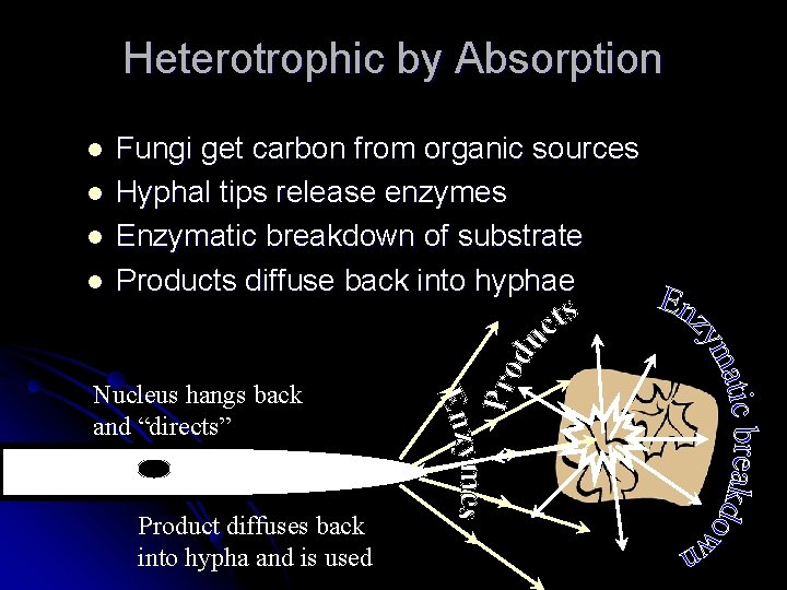 Heterotrophic by Absorption l l Fungi get carbon from organic sources Hyphal tips release