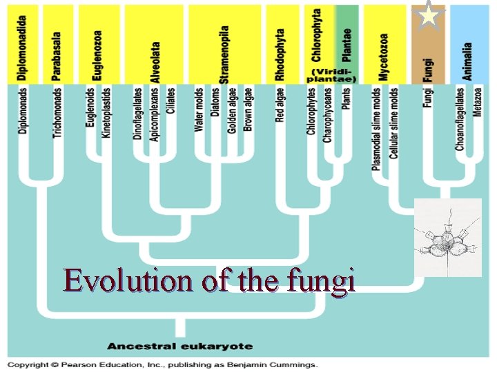 Evolution of the fungi 