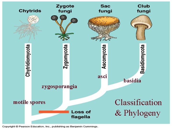 asci zygosporangia motile spores basidia Classification & Phylogeny 