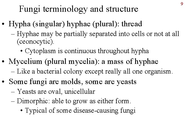 Fungi terminology and structure • Hypha (singular) hyphae (plural): thread – Hyphae may be