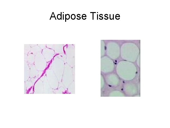 Adipose Tissue Adipose Tissue