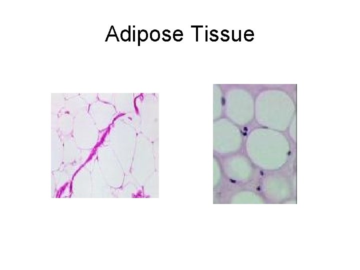 Adipose Tissue 