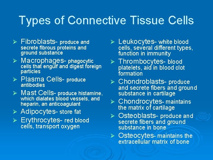 Types of Connective Tissue Cells Ø Ø Ø Fibroblasts- produce and secrete fibrous proteins