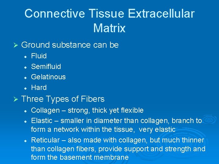 Connective Tissue Extracellular Matrix Ø Ground substance can be l l Ø Fluid Semifluid