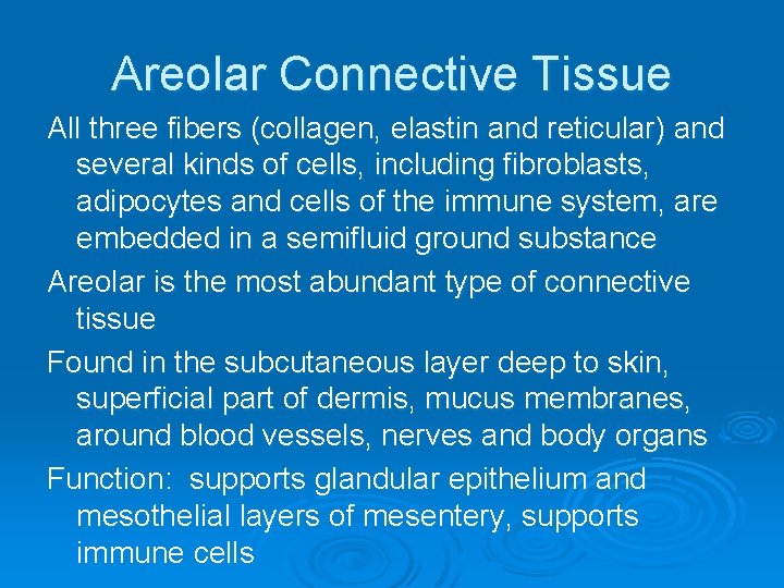 Areolar Connective Tissue All three fibers (collagen, elastin and reticular) and several kinds of Areolar Connective Tissue All three fibers (collagen, elastin and reticular) and several kinds of