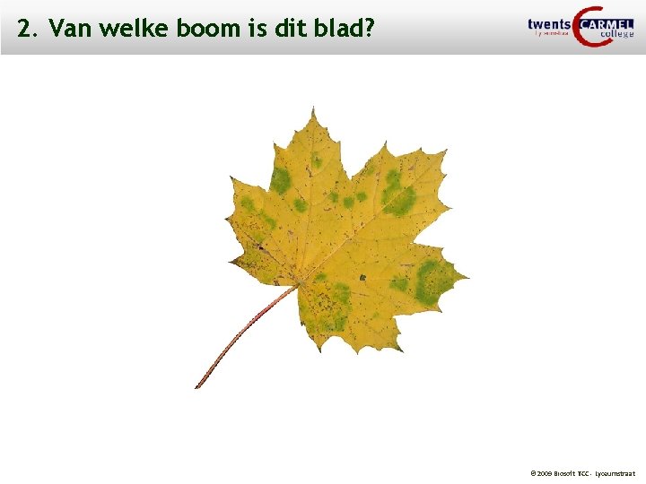 2. Van welke boom is dit blad? © 2009 Biosoft TCC - Lyceumstraat 