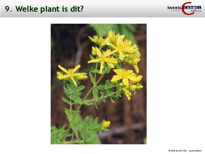 9. Welke plant is dit? © 2009 Biosoft TCC - Lyceumstraat 