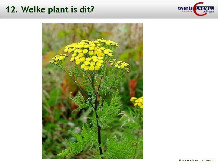 12. Welke plant is dit? © 2009 Biosoft TCC - Lyceumstraat 