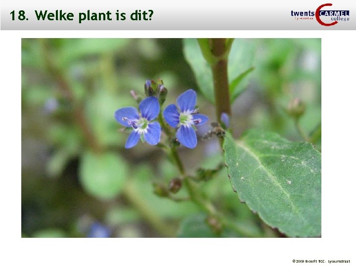 18. Welke plant is dit? © 2009 Biosoft TCC - Lyceumstraat 