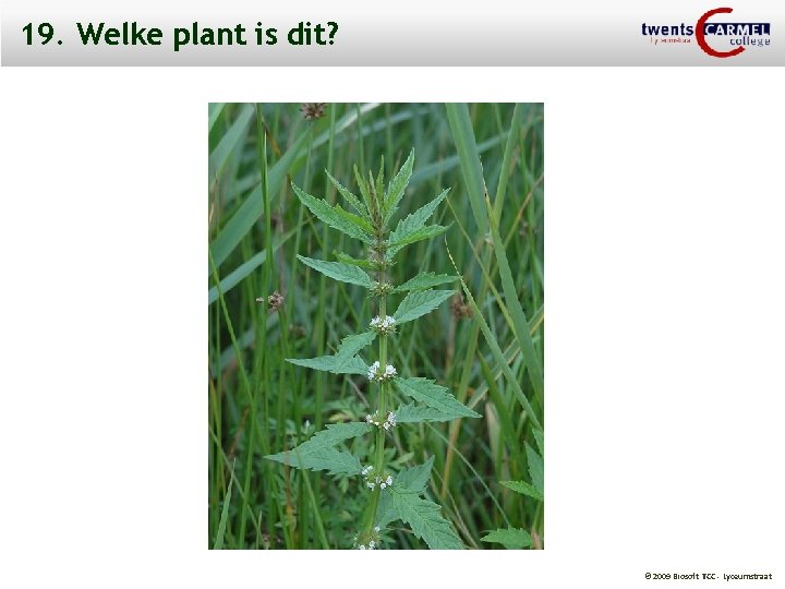 19. Welke plant is dit? © 2009 Biosoft TCC - Lyceumstraat 
