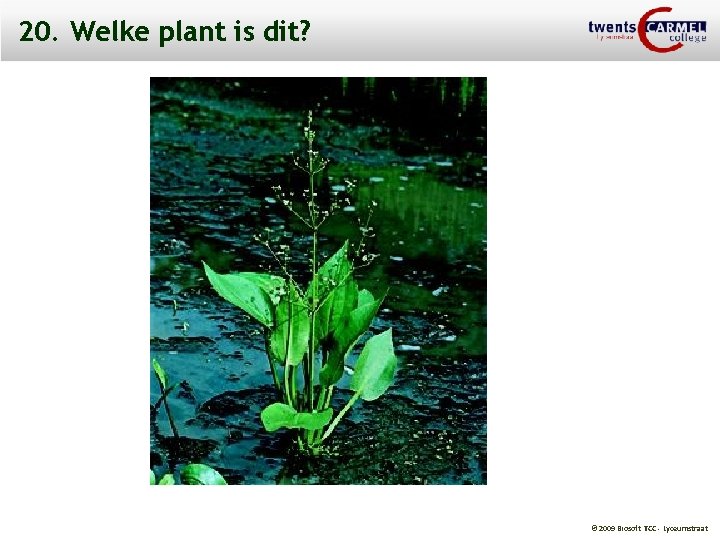 20. Welke plant is dit? © 2009 Biosoft TCC - Lyceumstraat 
