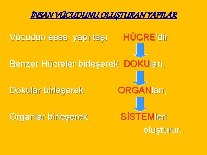 İNSAN VÜCUDUNU OLUŞTURAN YAPILAR Vücudun esas yapı taşı HÜCRE’dir Benzer Hücreler birleşerek DOKUları, Dokular