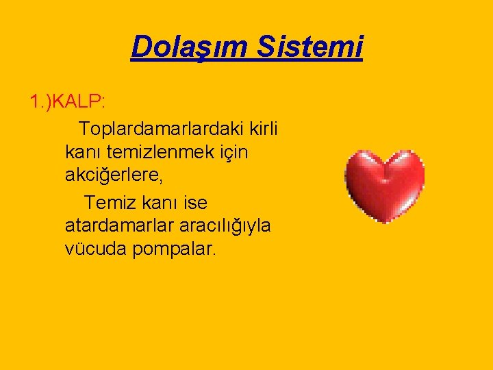 Dolaşım Sistemi 1. )KALP: Toplardamarlardaki kirli kanı temizlenmek için akciğerlere, Temiz kanı ise atardamarlar