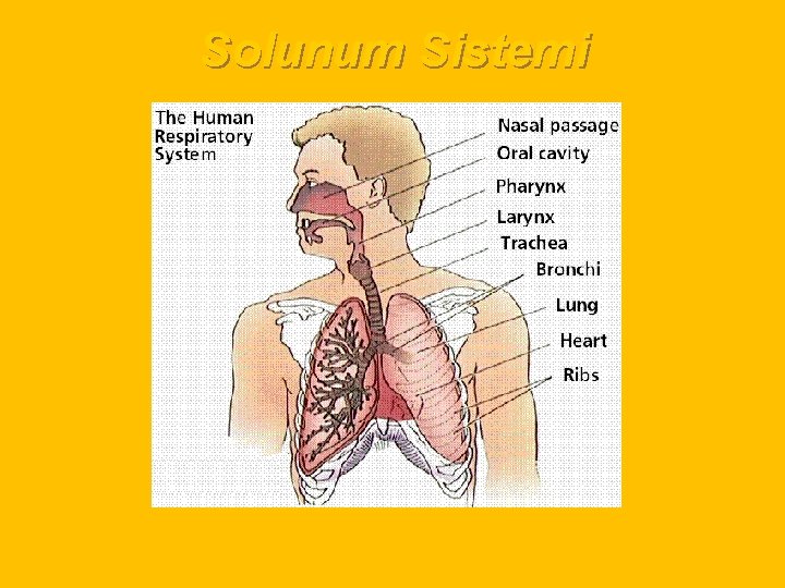 Solunum Sistemi 