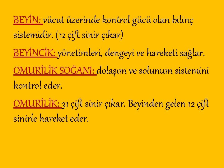 BEYİN: vücut üzerinde kontrol gücü olan bilinç sistemidir. (12 çift sinir çıkar) BEYİNCİK: yönetimleri,