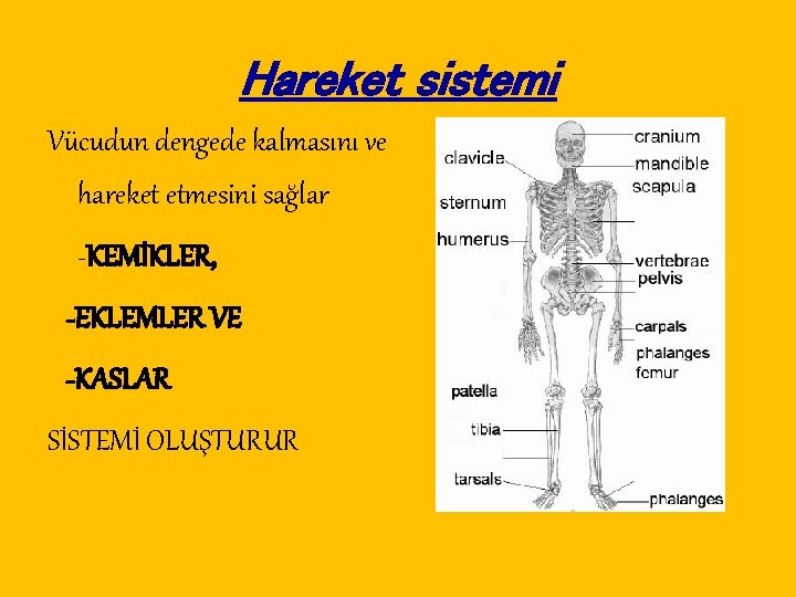 Hareket sistemi Vücudun dengede kalmasını ve hareket etmesini sağlar -KEMİKLER, -EKLEMLER VE -KASLAR SİSTEMİ