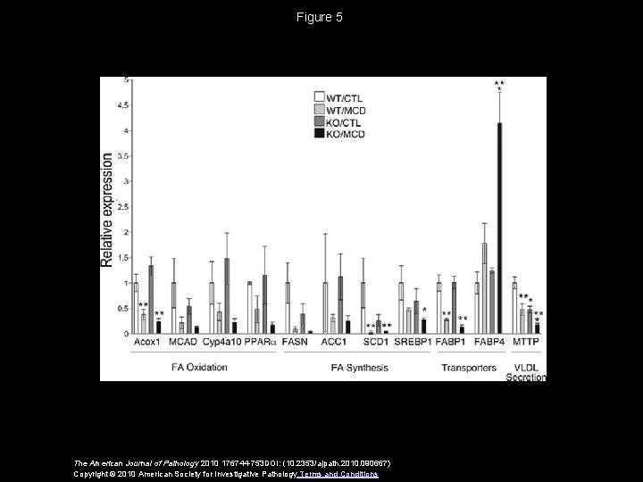 Figure 5 The American Journal of Pathology 2010 176744 -753 DOI: (10. 2353/ajpath. 2010.