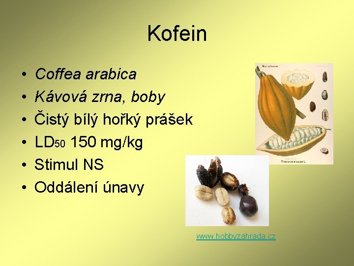 Kofein • • • Coffea arabica Kávová zrna, boby Čistý bílý hořký prášek LD Kofein • • • Coffea arabica Kávová zrna, boby Čistý bílý hořký prášek LD