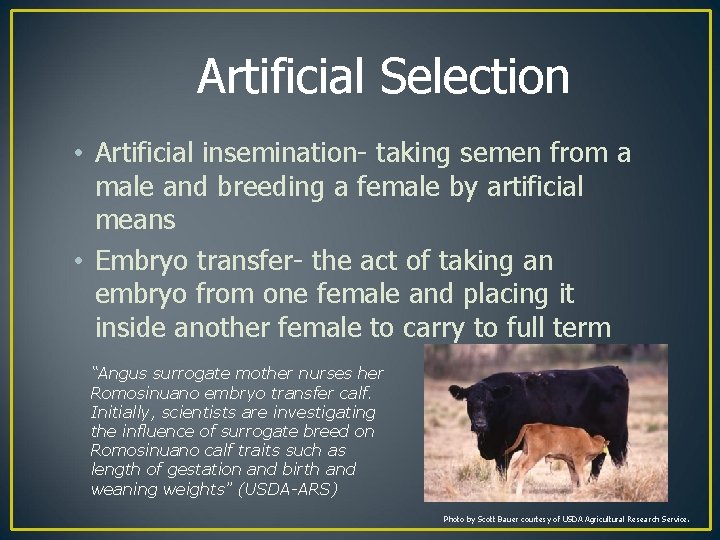 Artificial Selection • Artificial insemination- taking semen from a male and breeding a female