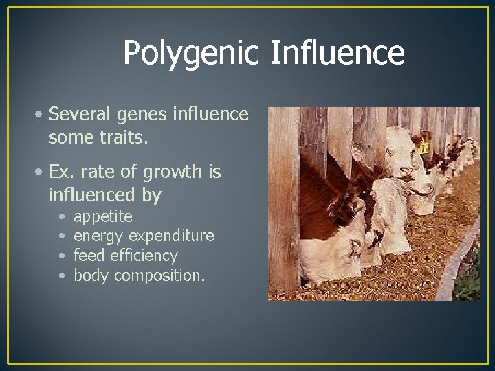 Polygenic Influence • Several genes influence some traits. • Ex. rate of growth is