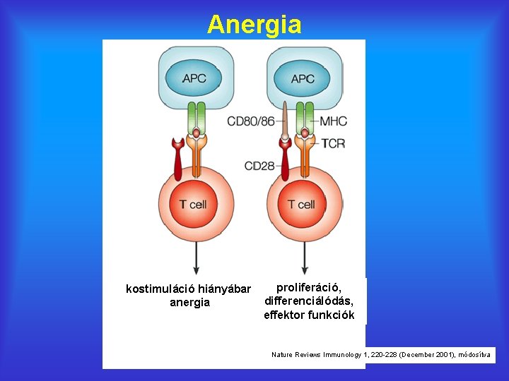 Anergia proliferáció, kostimuláció hiányában differenciálódás, anergia effektor funkciók Nature Reviews Immunology 1, 220 -228