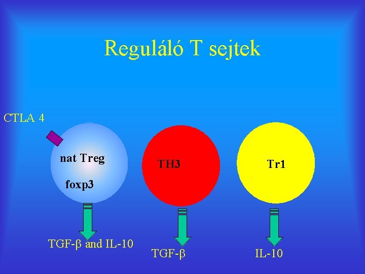 Reguláló T sejtek CTLA 4 nat Treg TH 3 Tr 1 foxp 3 TGF-
