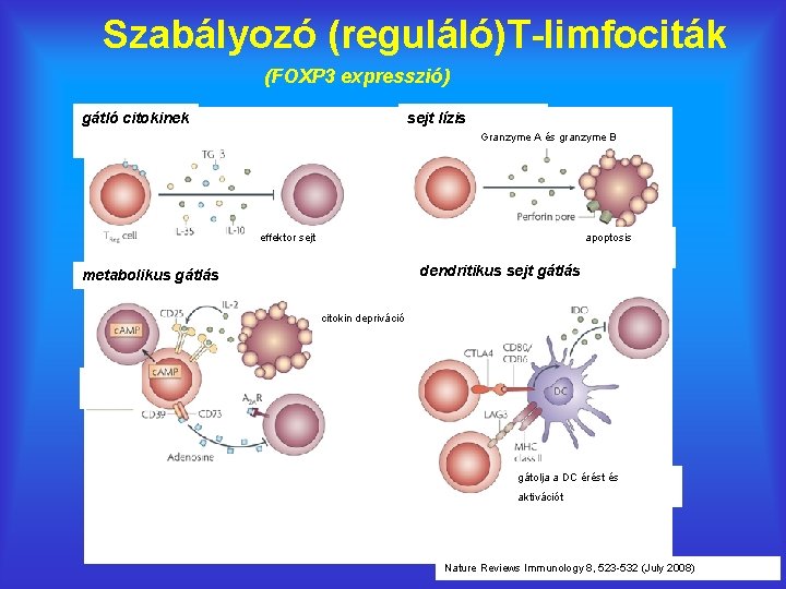Szabályozó (reguláló)T-limfociták (FOXP 3 expresszió) gátló citokinek sejt lízis Granzyme A és granzyme B